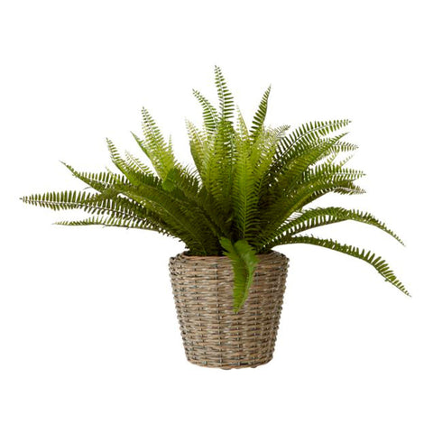 Fiori Boston Fern Succulent Plant