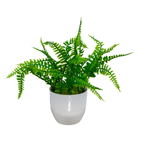 Boston Fern